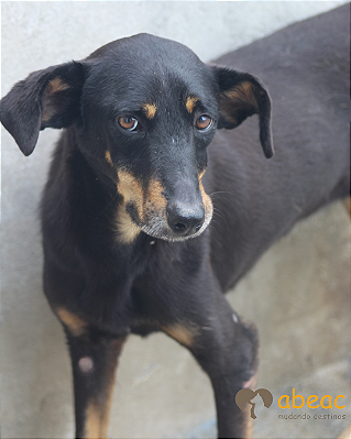 Violeta-Caucaia - 04 anos