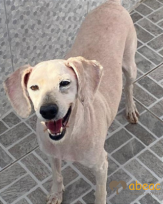 Algodão-Mairiporã - 05 anos