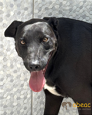 Bruce-Sasha - 03 anos