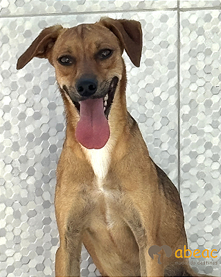 Caco-Safira - 02 anos