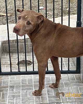 Dorotéia- Mairiporã - 13 anos