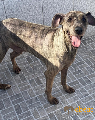 Eric-Mairiporã - 09 anos