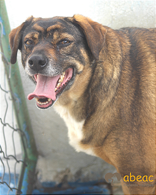 Gigi-300 Anjos - 06 anos