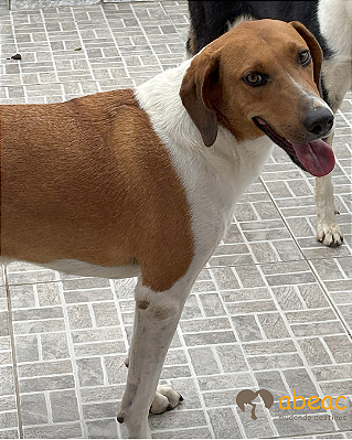 Ozzy-Mairiporã - 04 anos