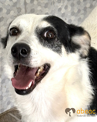 Panda-300 Anjos - 06 anos