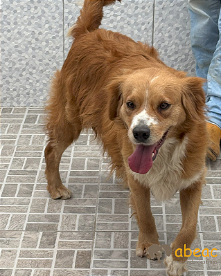 Robin-Mairiporã - 04 anos