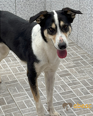 Serena-Mairiporã - 04 anos