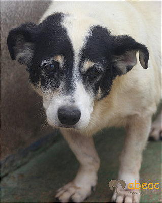 Snoopy-Inês - 14 anos