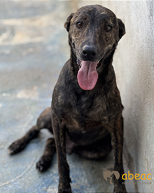 Spyke-Caucaia - 03 anos