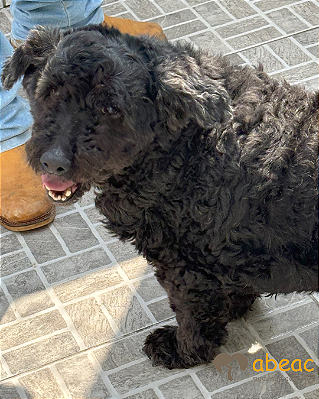 Bambam-Mairiporã - 08 anos