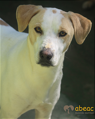 Barão-Caucaia - 04 anos