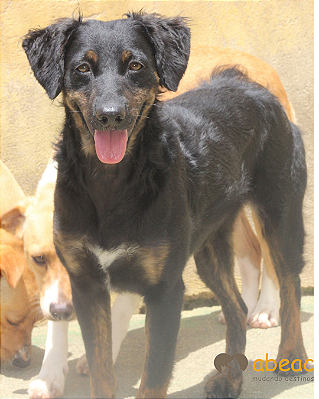 Bebel-Camila - 04 anos