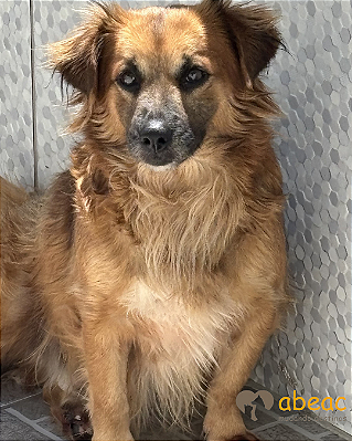 Bob-Caucaia - 07 anos