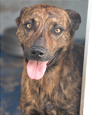 Campeão-Embu - 08 anos