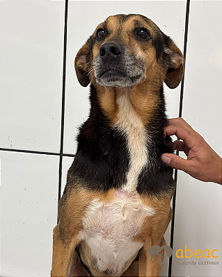 Catita-Mairiporã - 06 anos