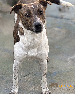 Daisy-Caucaia - 04 anos