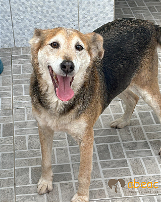 Dingo-Mairiporã - 07 anos