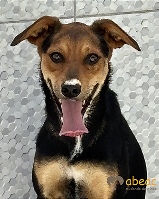 Dino-Safira - 02 anos