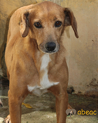 Duquesa-300 Anjos - 12 anos