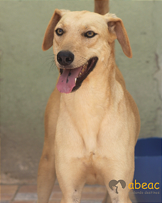 Jade-Caucaia - 03 anos