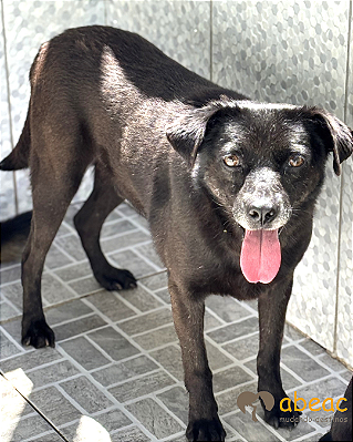 Jimmy-300 Anjos - 06 anos