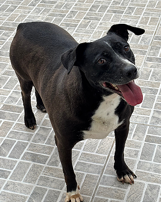 Joana-Mairiporã - 06 anos