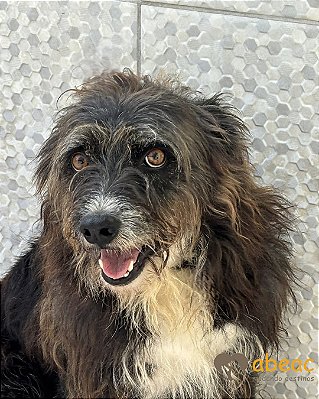 Joca-Mairiporã - 07 anos