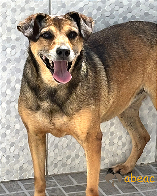 Jolly-Princesa - 10 anos