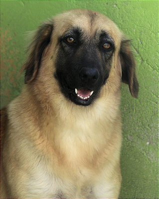 Lady-Caucaia - 04 anos