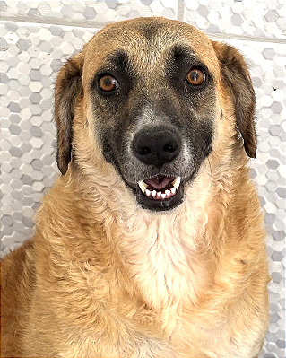 Leona-Caucaia - 04 anos