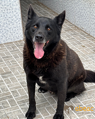 Lobo-Mairiporã - 07 anos