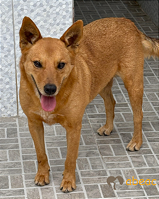 Nathan-Mairiporã - 05 anos