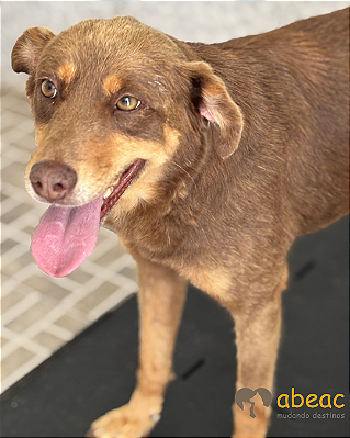 Nutela-300 Anjos - 08 anos