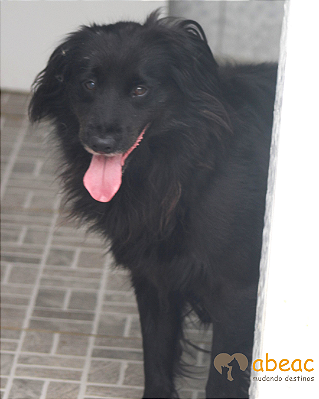 Paçoca-japonês - 09 anos