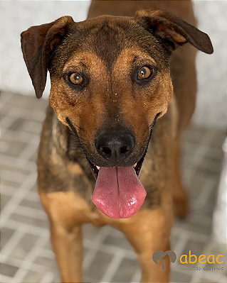 Simba-Sasha - 03 anos