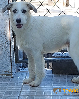 Snoopy-Caucaia - 02 anos