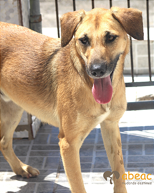 Teddy-Caucaia - 02 anos