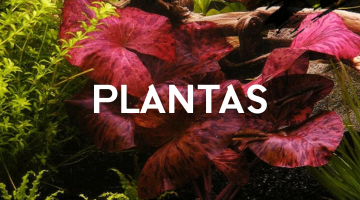 plantas