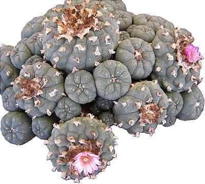 Lophophora williamsii var. jourdaniana