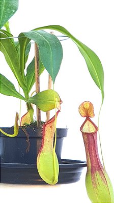 Nepenthes graciliflora