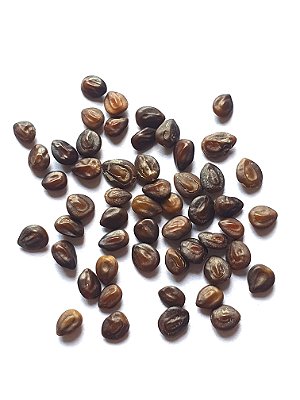 Sementes Jurema-preta (Mimosa tenuiflora sin. Mimosa hostilis)