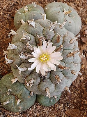 Lophophora williamsii Com 6 Brotos Pote Nº 6