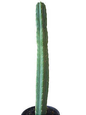 Echinopsis pachanoi (44 Cm) (Pote Nº 11)