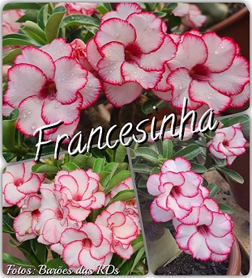 Enxerto Francesinha