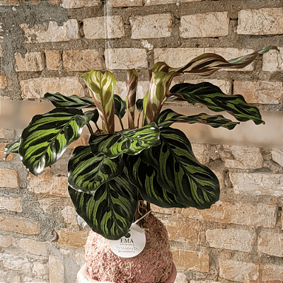Maranta Pavao
