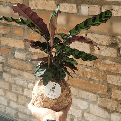 Maranta Cascavel