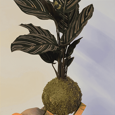 Maranta Riscada