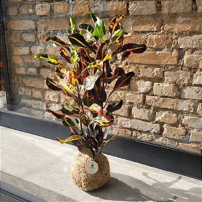 Croton Parafuso