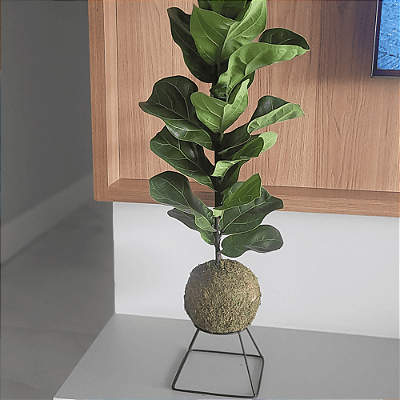 Ficus Lyrata Bambino
