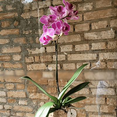 Orquídea Phalaenopsis
